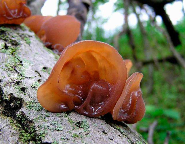 Wood Ear