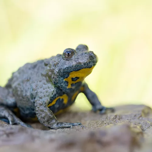 Yellow-Bellied Toad