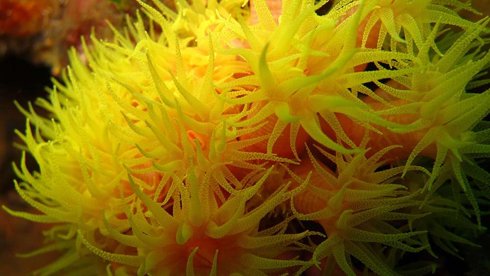 Yellow Cup Coral