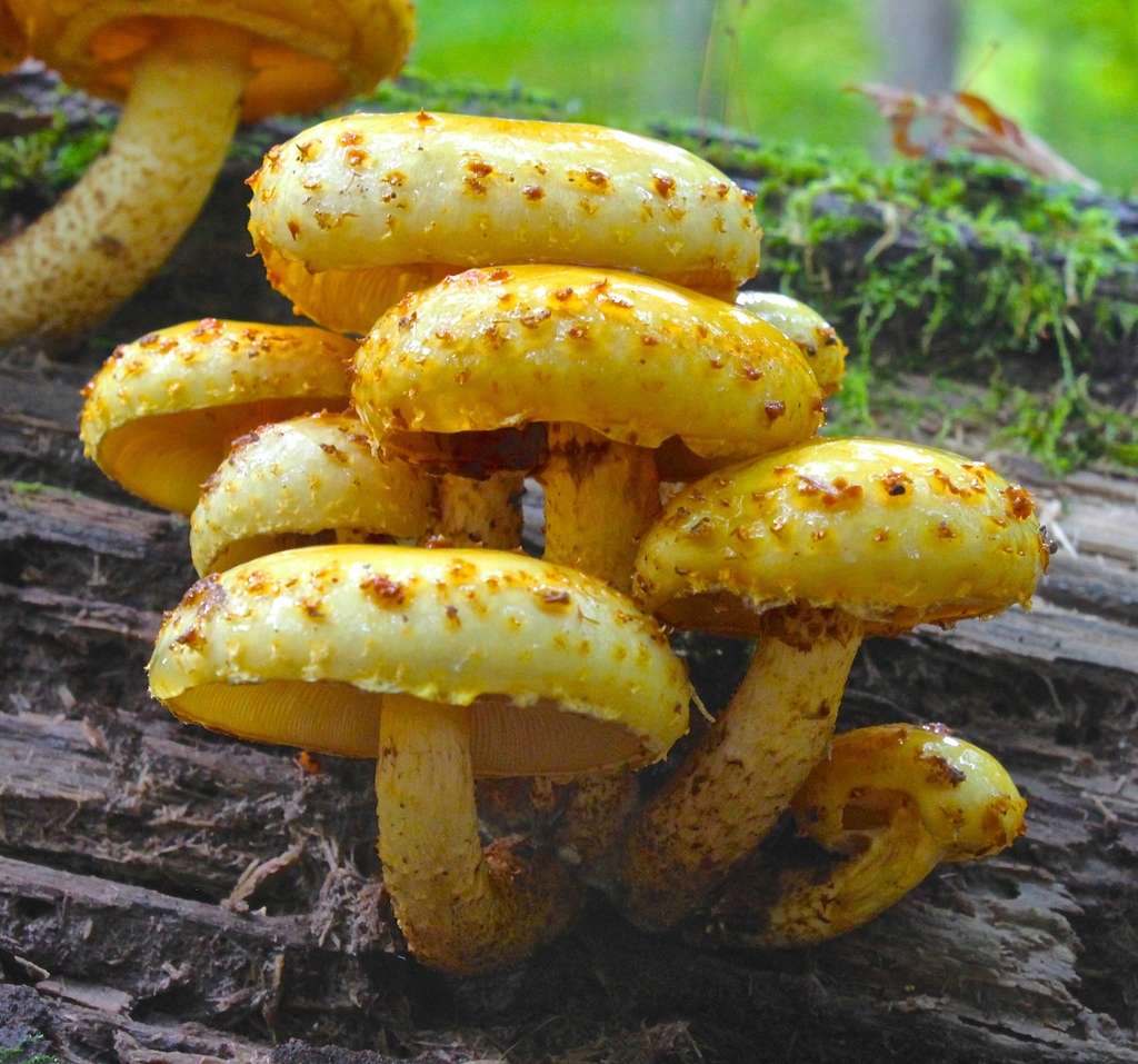 Yellow Pholiota