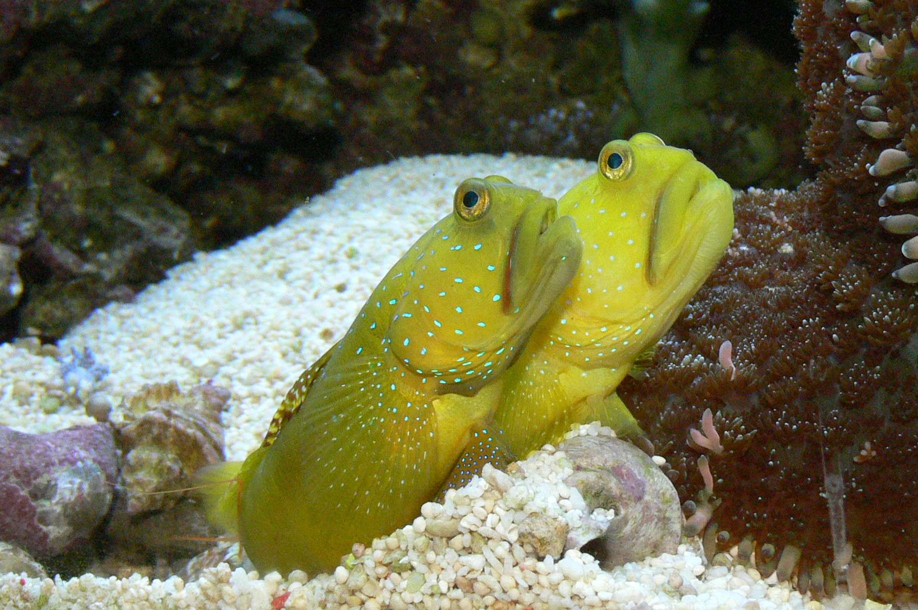 Yellow Prawn Watchman Goby