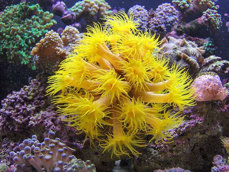 Coral Reef
