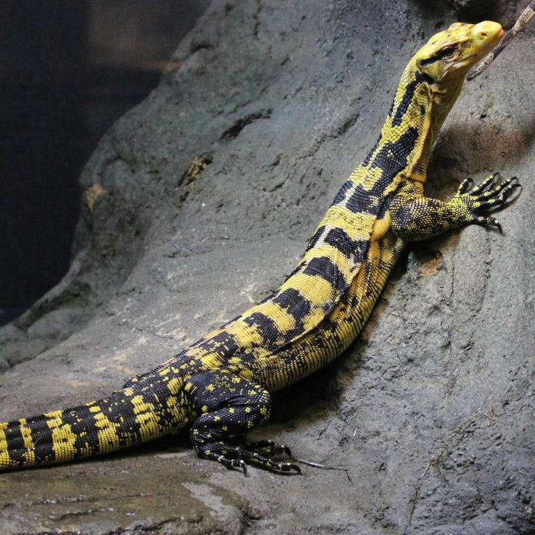 Yellow-Headed Water Monitor