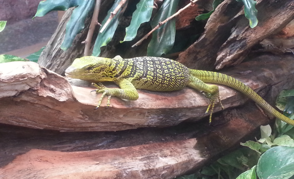 Yellow Monitor