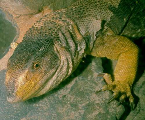 Yemen Monitor