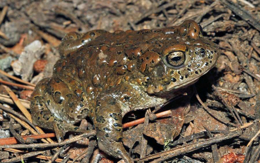 Yosemite Toad