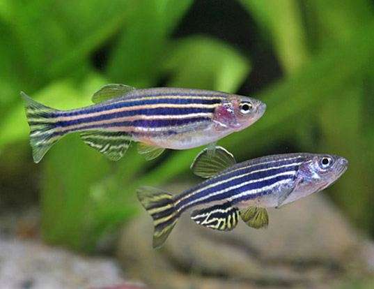 Zebrafish