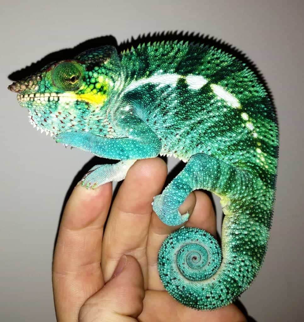Ambanja Panther Chameleon