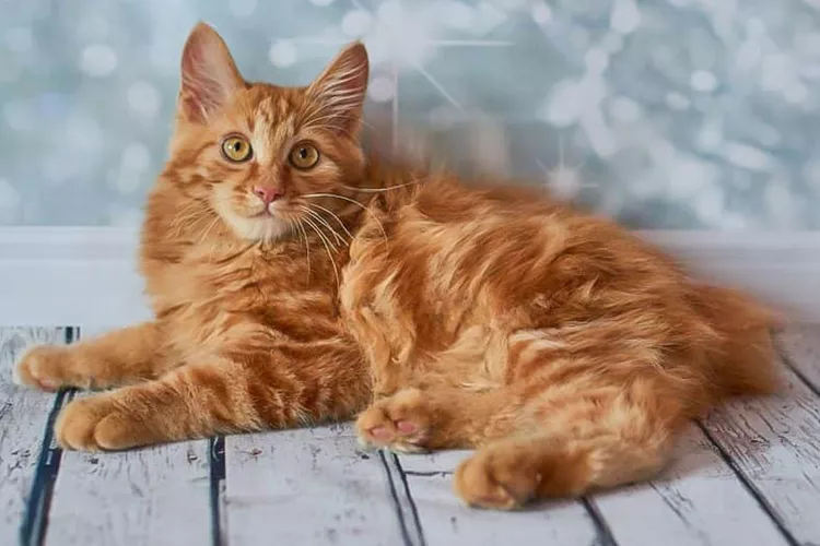 American Bobtail Cat