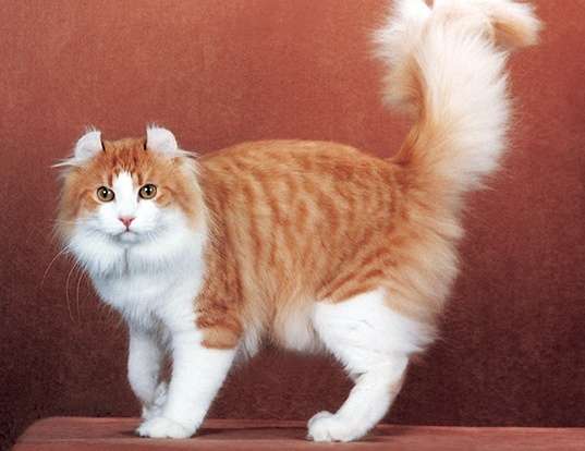 American Curl Cat