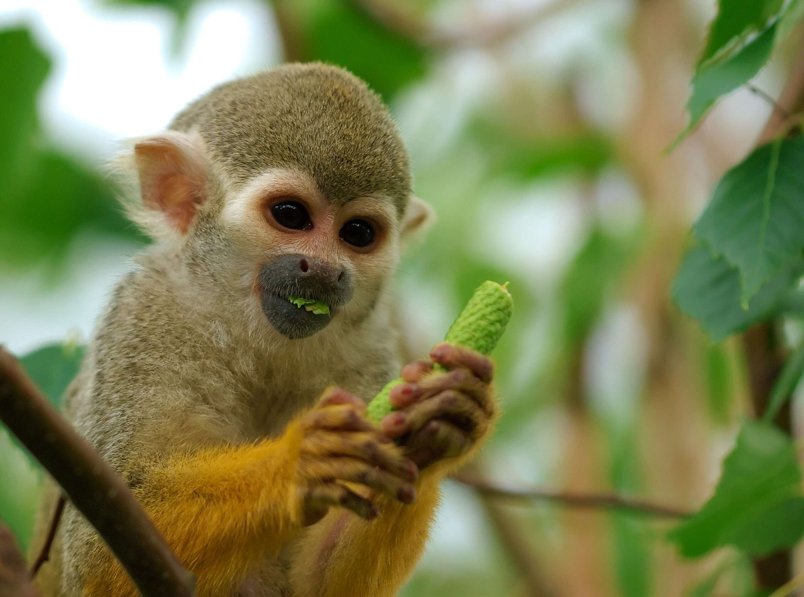 American Squirrel Monkey