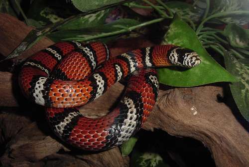 Andean Milksnake