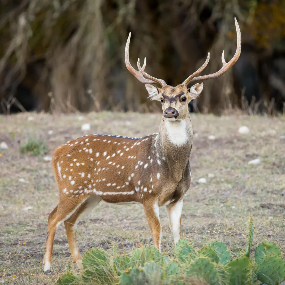 Axis Deer