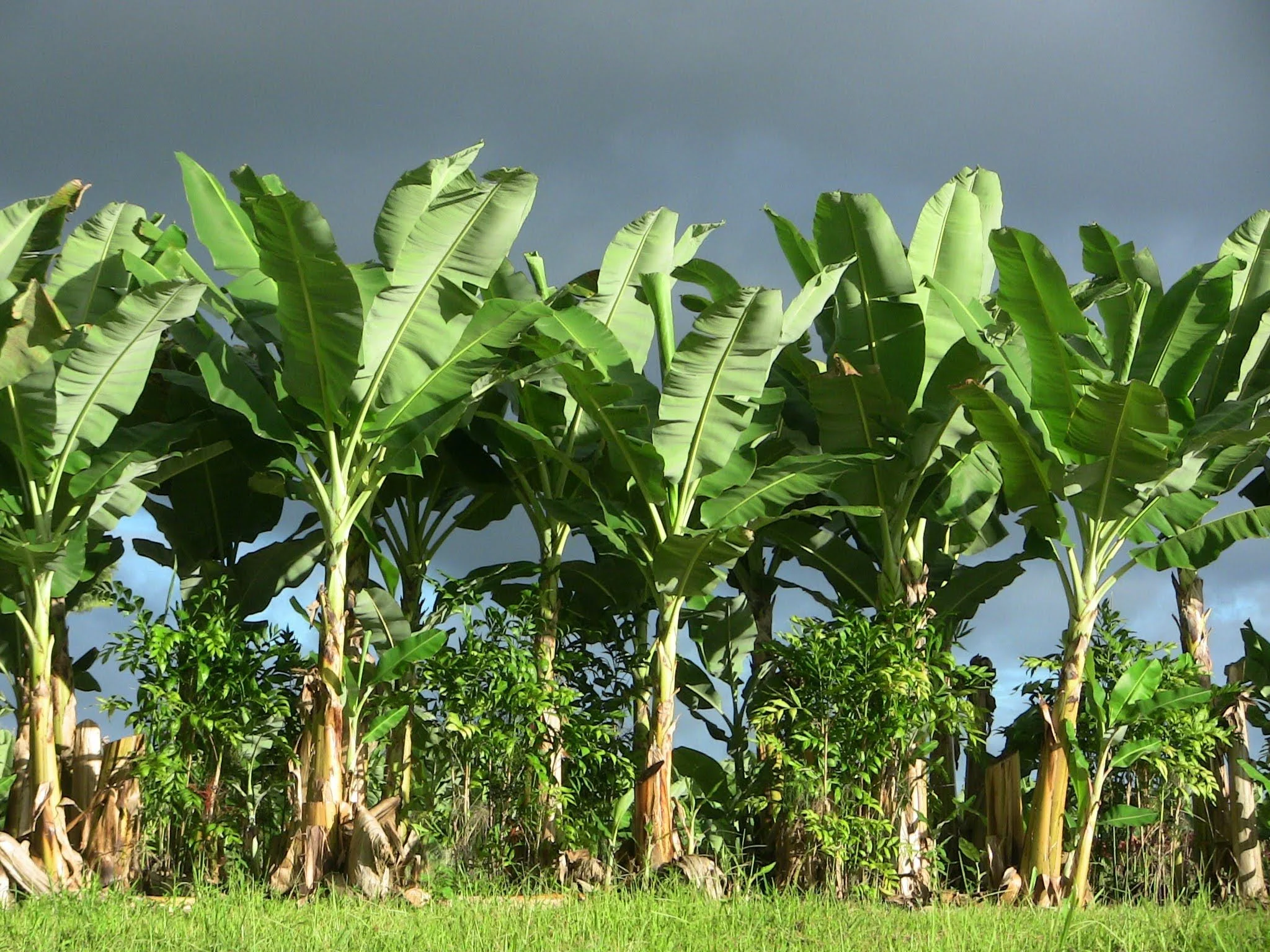 Banana Tree/Flower