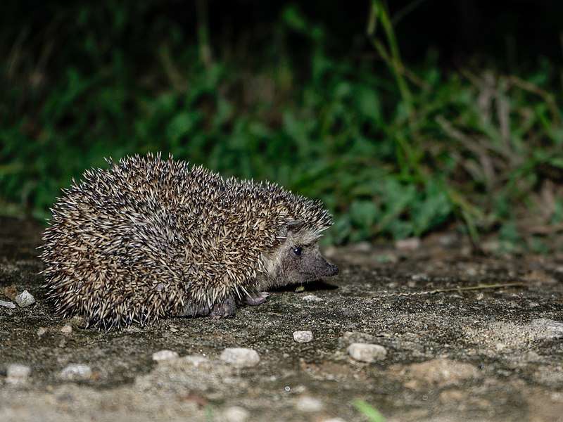 Bare-Bellied Hedgehog