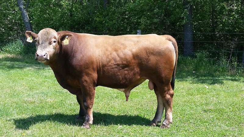 Beefalo