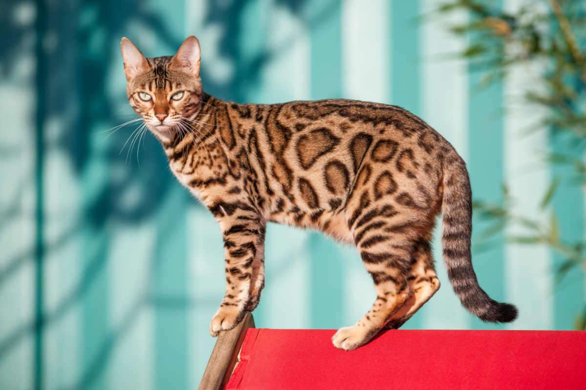 Bengal Cat