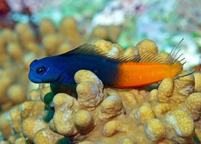 Bicolor Blenny