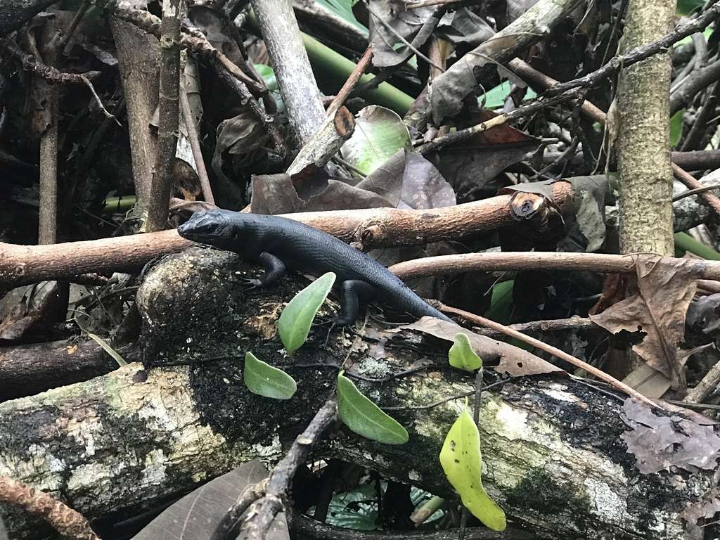 Black Emo Skink