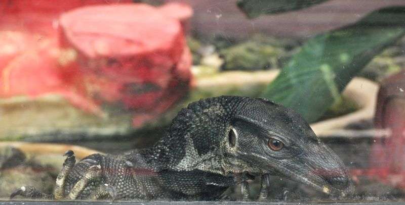 Black Roughneck Monitor