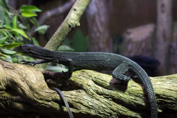 Black Tree Monitor