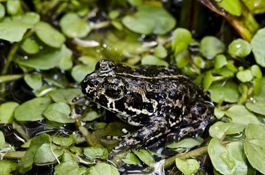 Black Toad