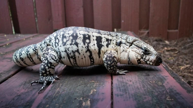 Blue Tegu