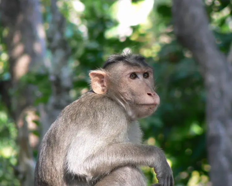 Bonnet Macaque