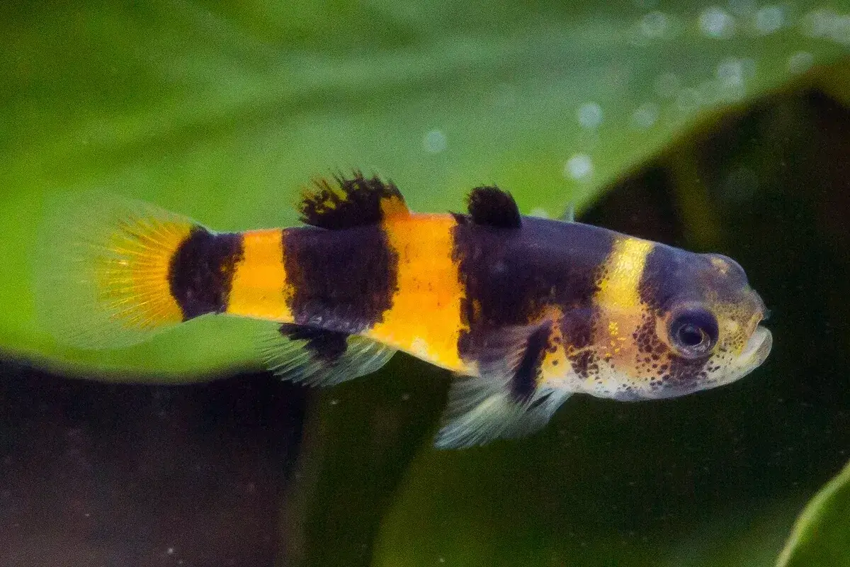 Bumblebee Goby