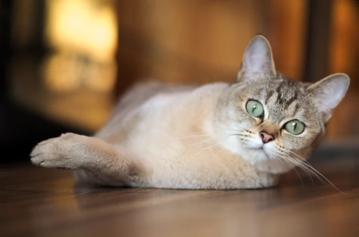Burmilla Cat