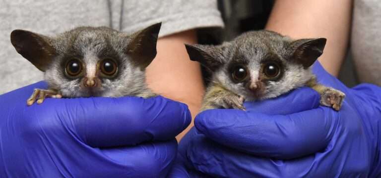 Bushbabies