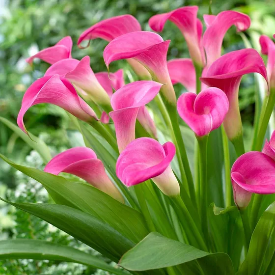 Calla Lily