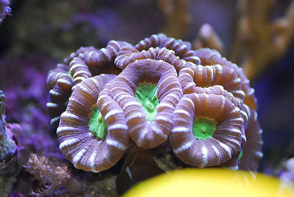 Candycane Coral