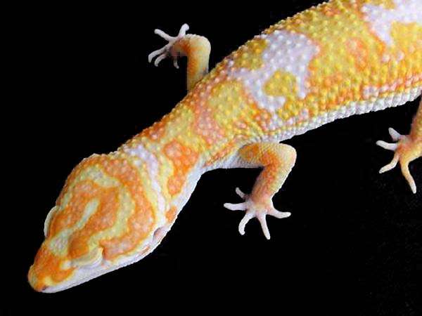 Carrot Head Leopard Gecko