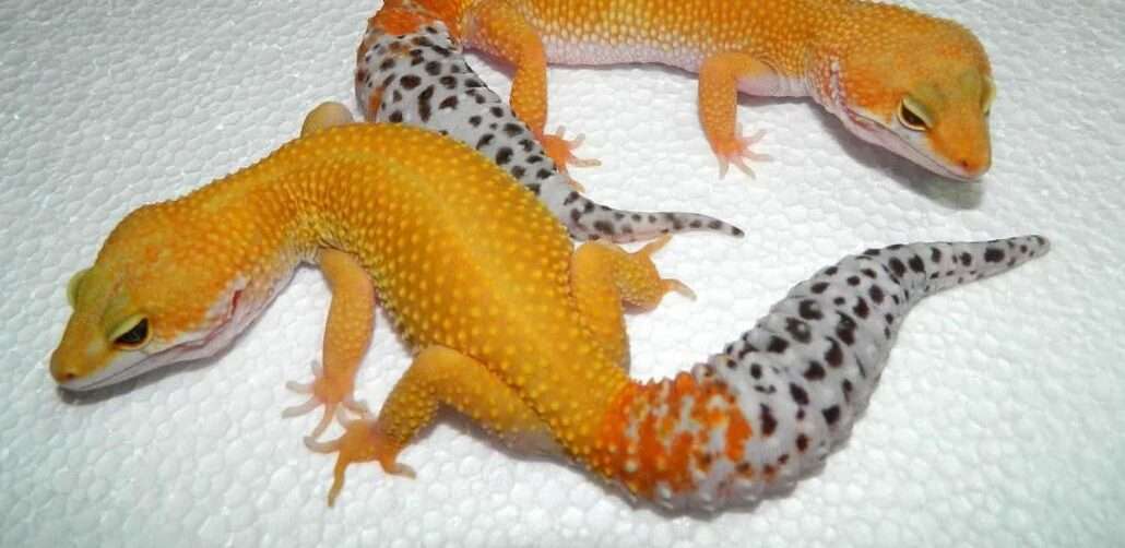 Carrot Tail Leopard Gecko