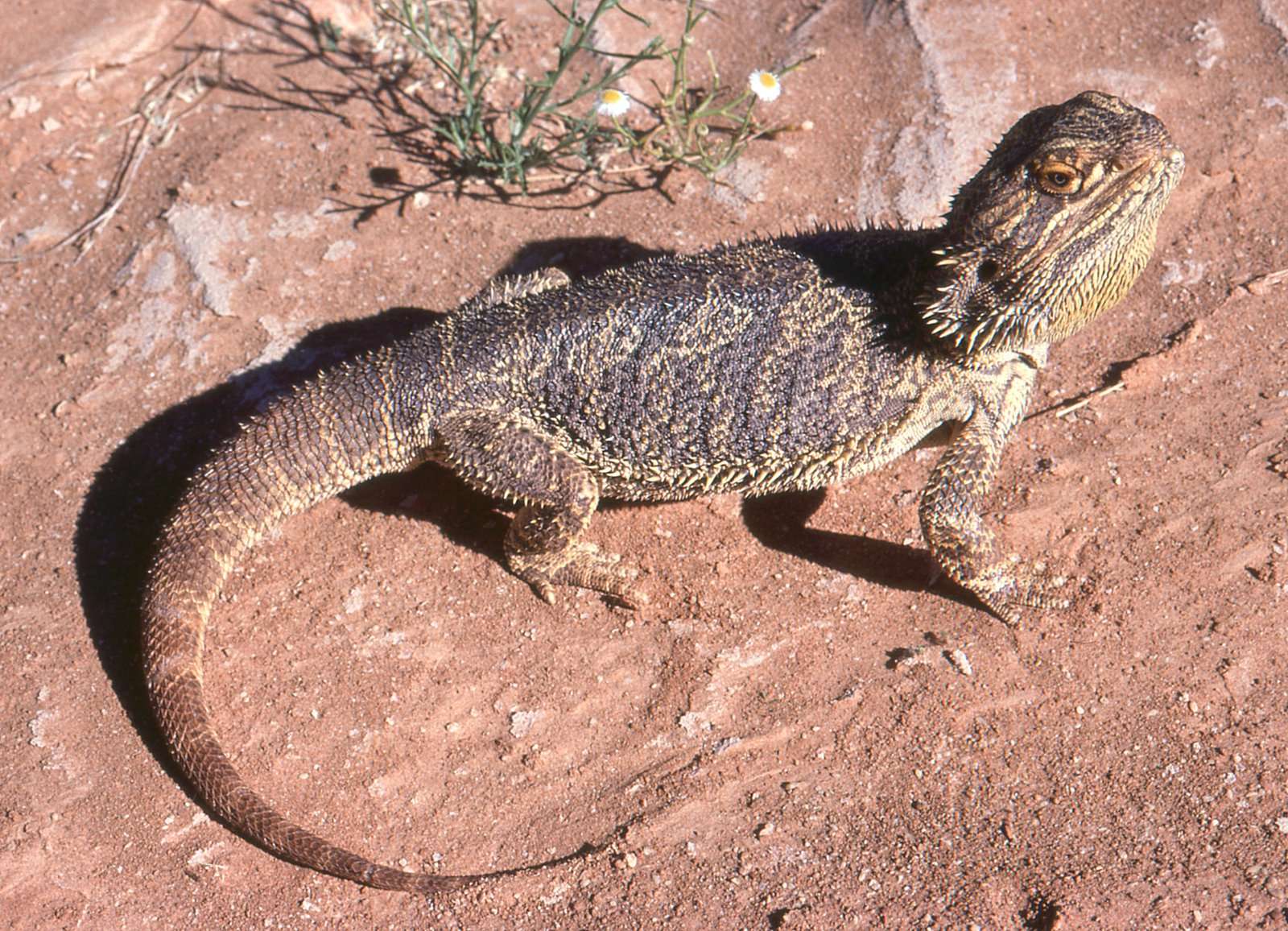 Central Breaded Dragon