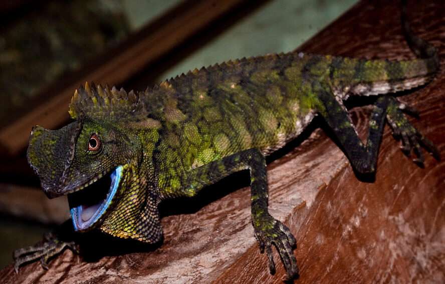 Chameleon Forest Dragon