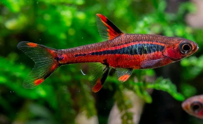 Chili Rasbora