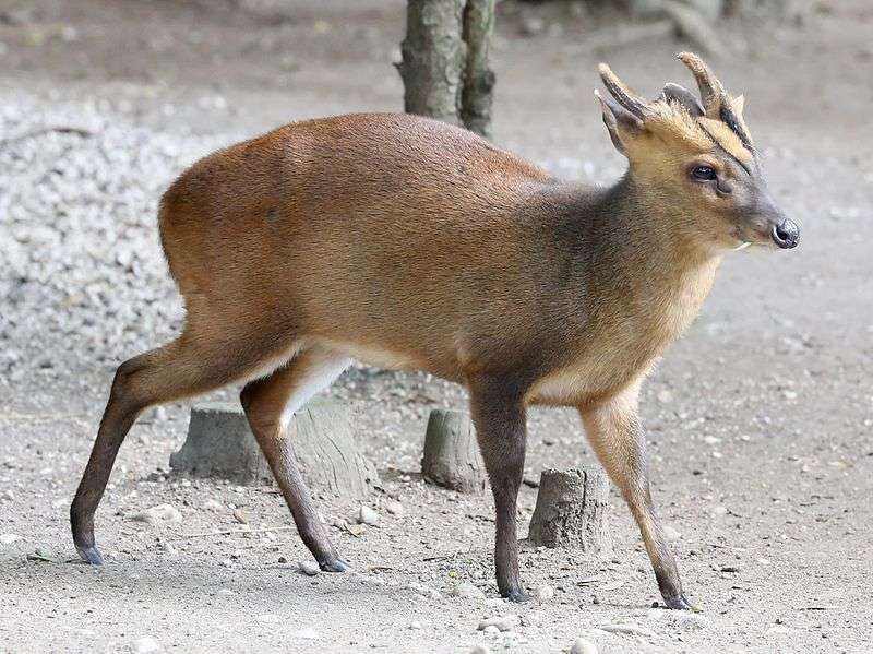 Chinese Muntjac