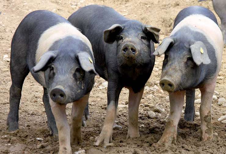 Cinta Senese Pig