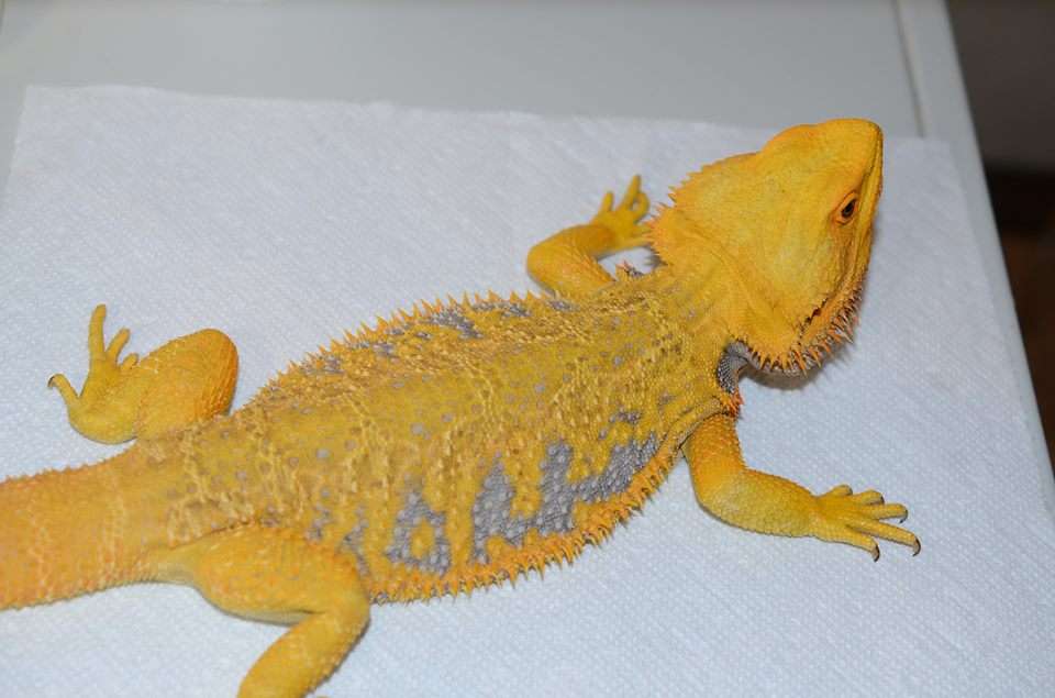 Citrus Bearded Dragon
