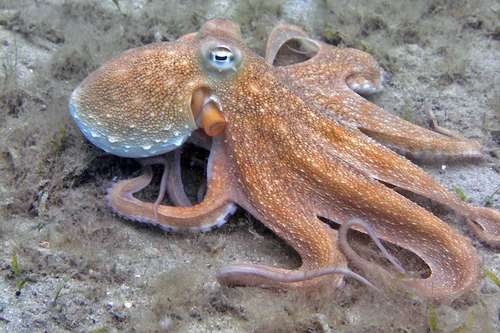 Common Octopus