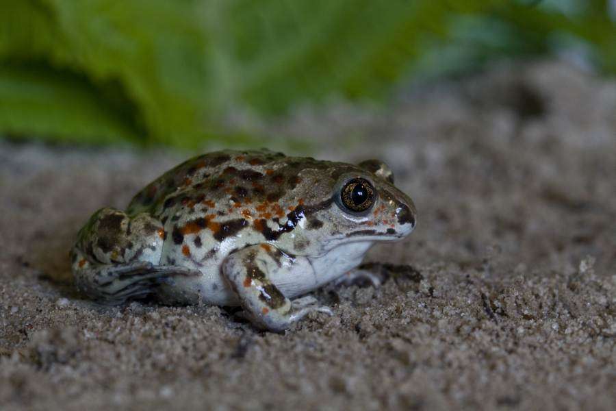 Common Spadefoot Toad