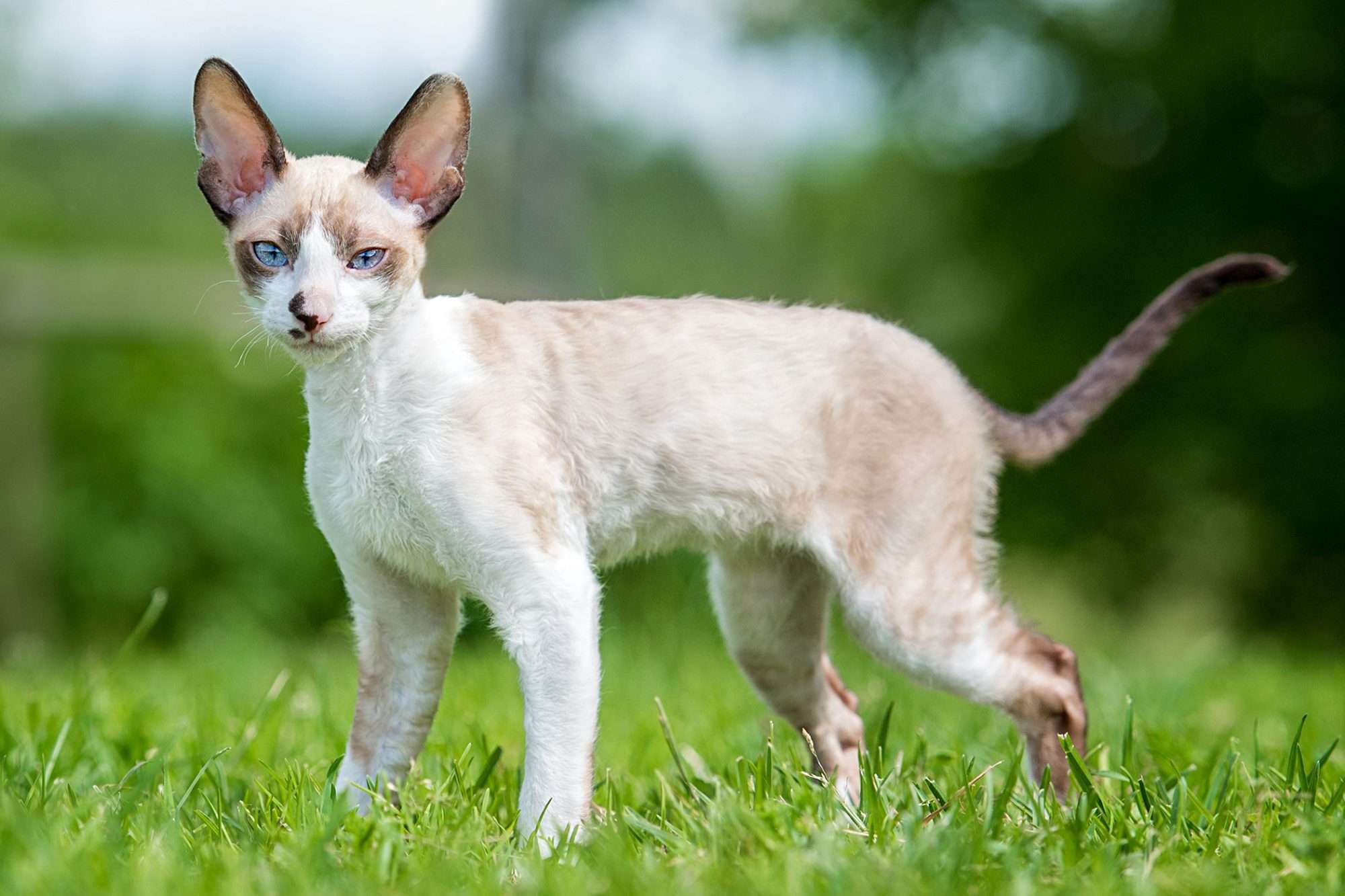 Cornish Rex Cat