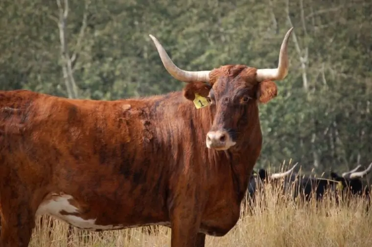 Corriente Cattle