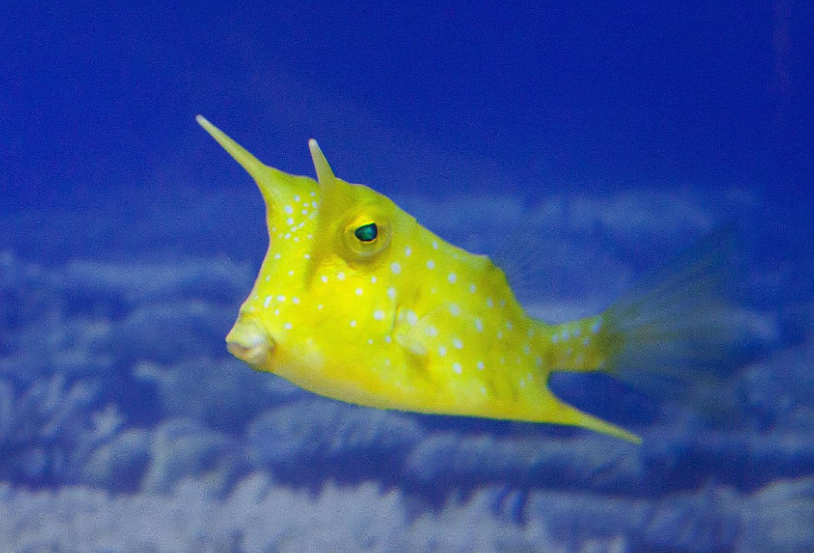 Cowfish