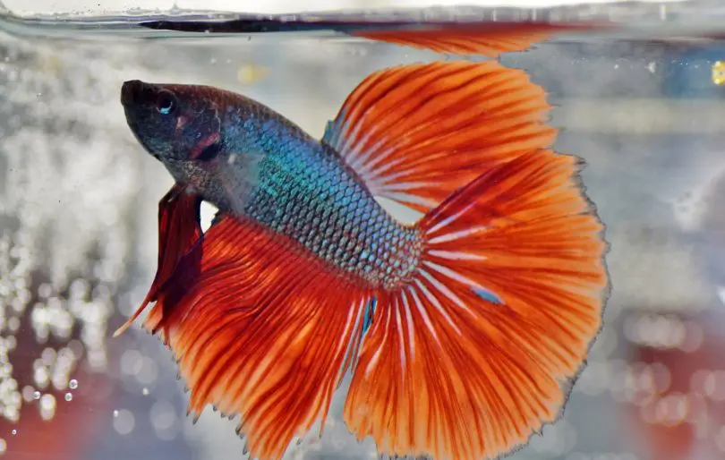 Crowntail Betta