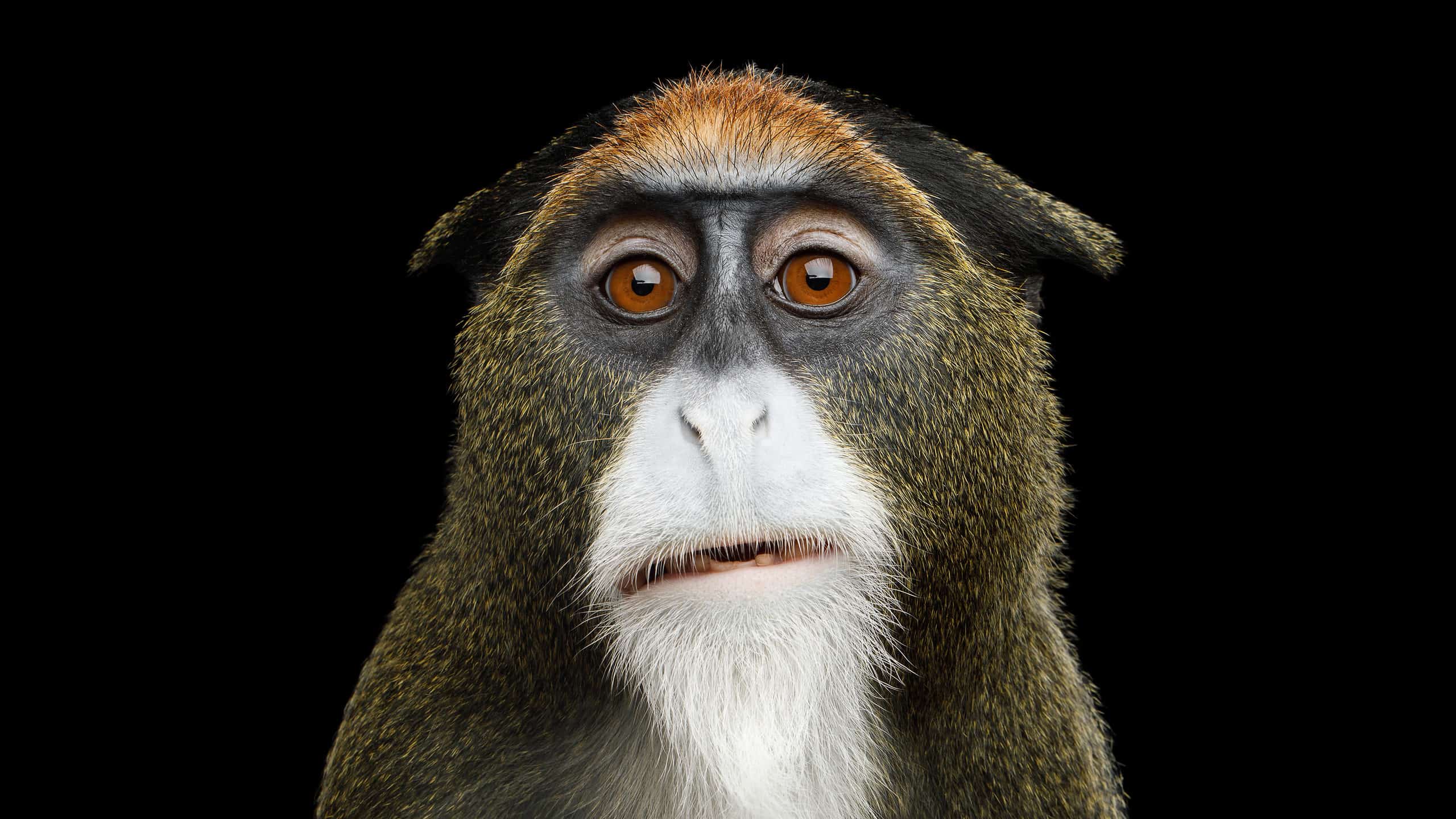 De Brazza's Monkey