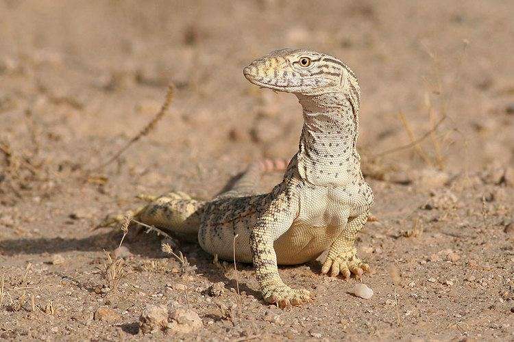 Desert Monitor