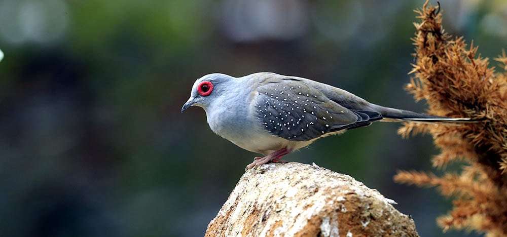 Diamond Dove
